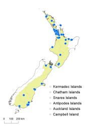 Alisma plantago-aquatica distribution map based on databased records at AK, CHR, NZFRI, OTA, WAIK & WELT.
 Image: K.Boardman © Landcare Research 2020 CC BY 4.0